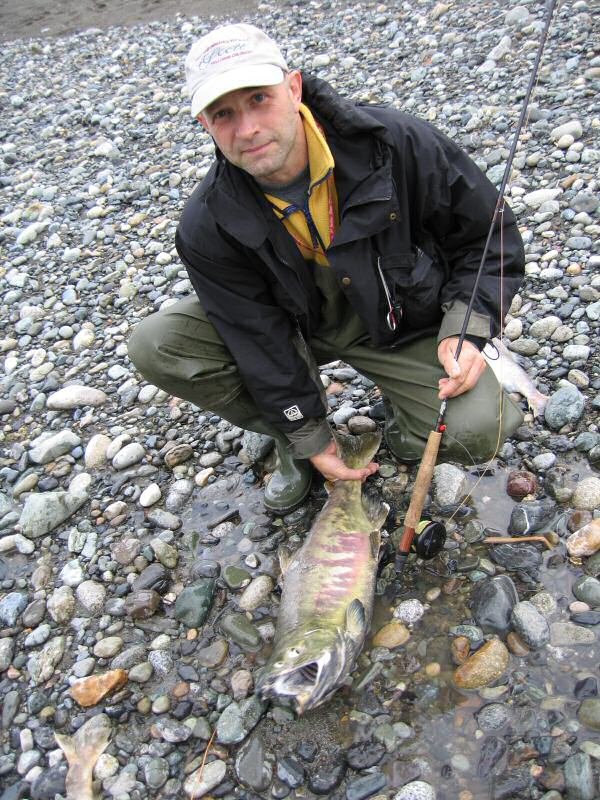 Hundelaks (Chum) fra Vedder kanalen