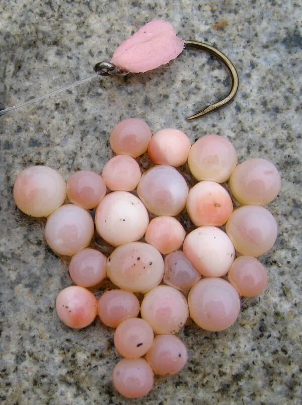 Lakseæg og uldtot-flue