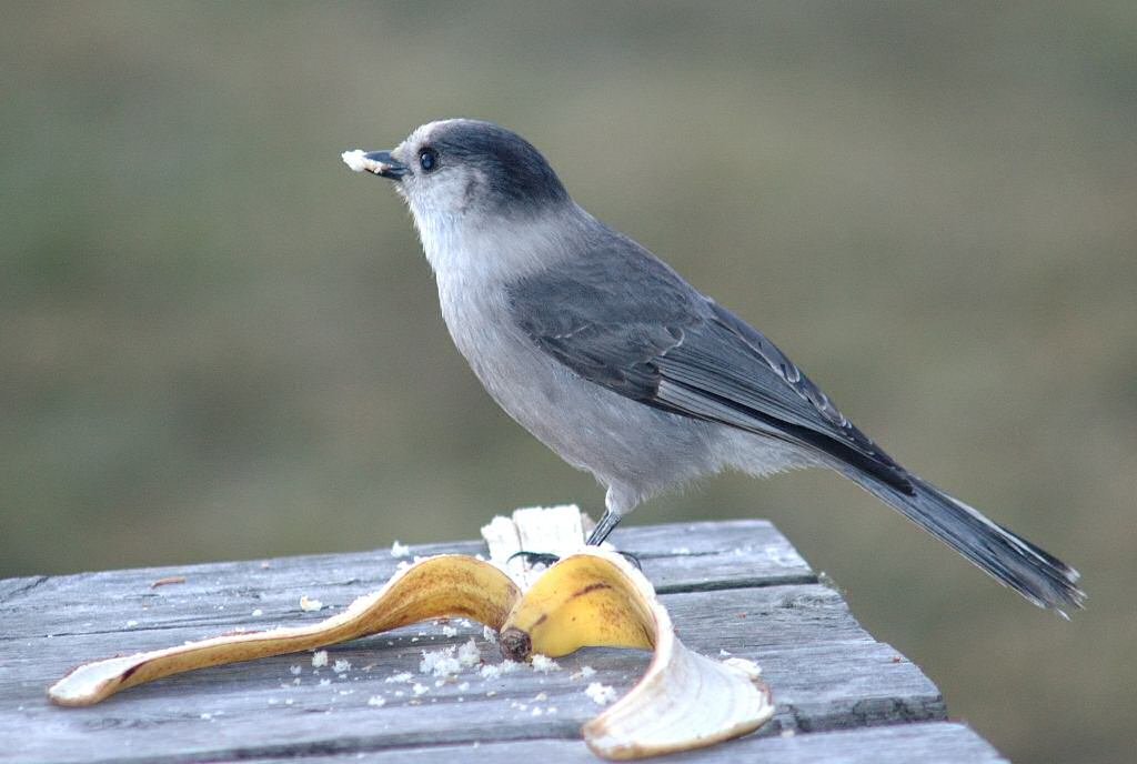 Lille fugl ved lejren