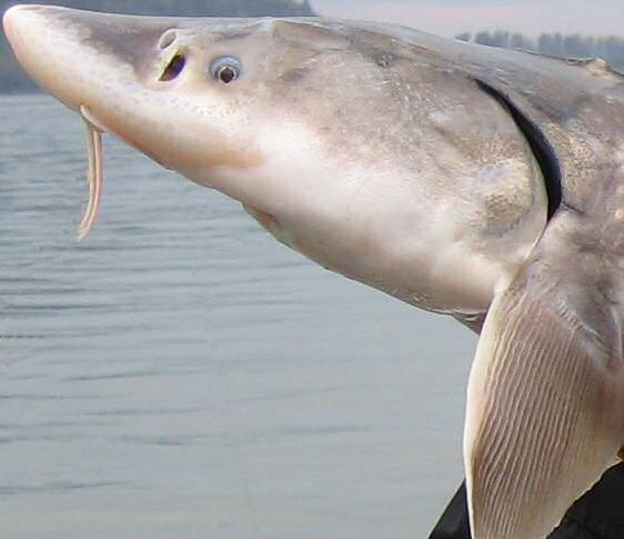 Den store hvide Stør &mdash; nærbillede