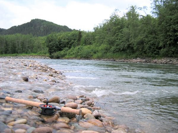 B&aelig;ver ved Gaula