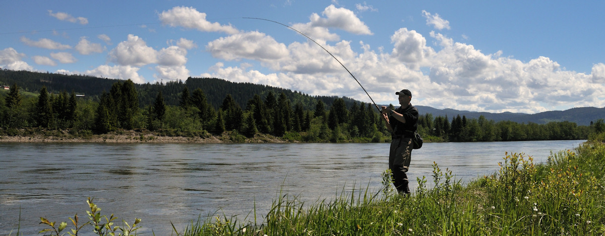 Carl med fast laks på krogen — Gaula 2012 Kåsen valdet