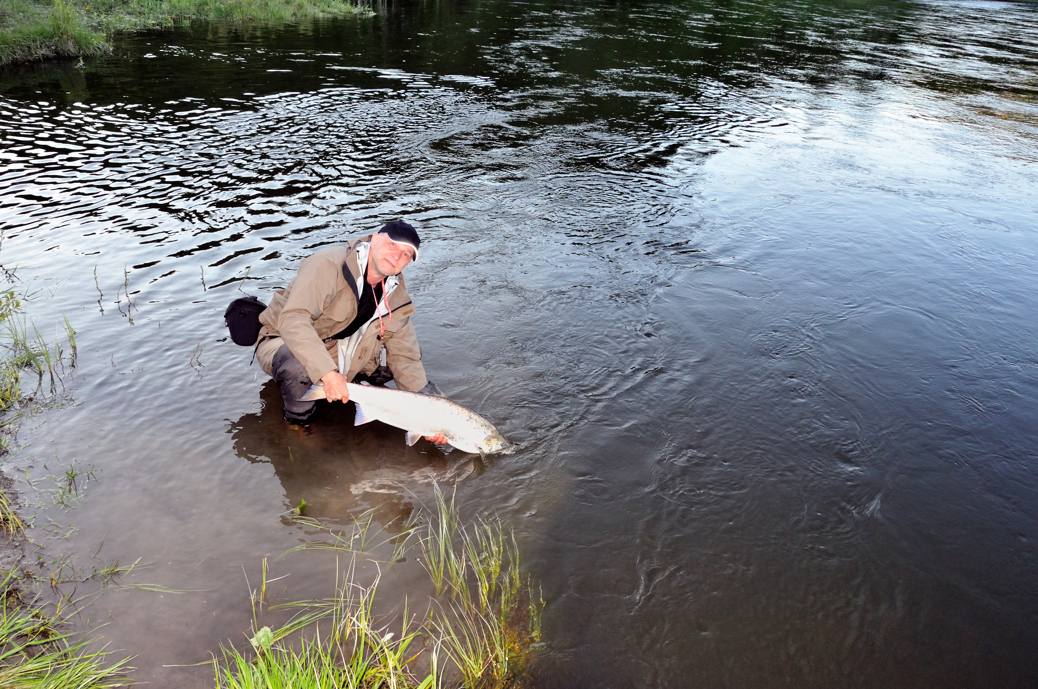 Carl genudsætter laksen — Gaula 2012