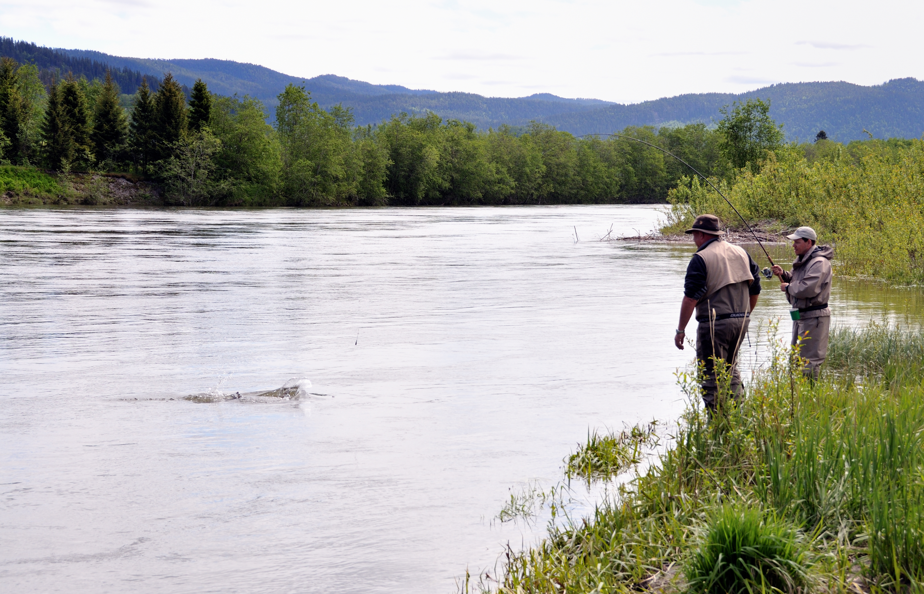 Ole fighter en 13 kg laks — Gaula 2012