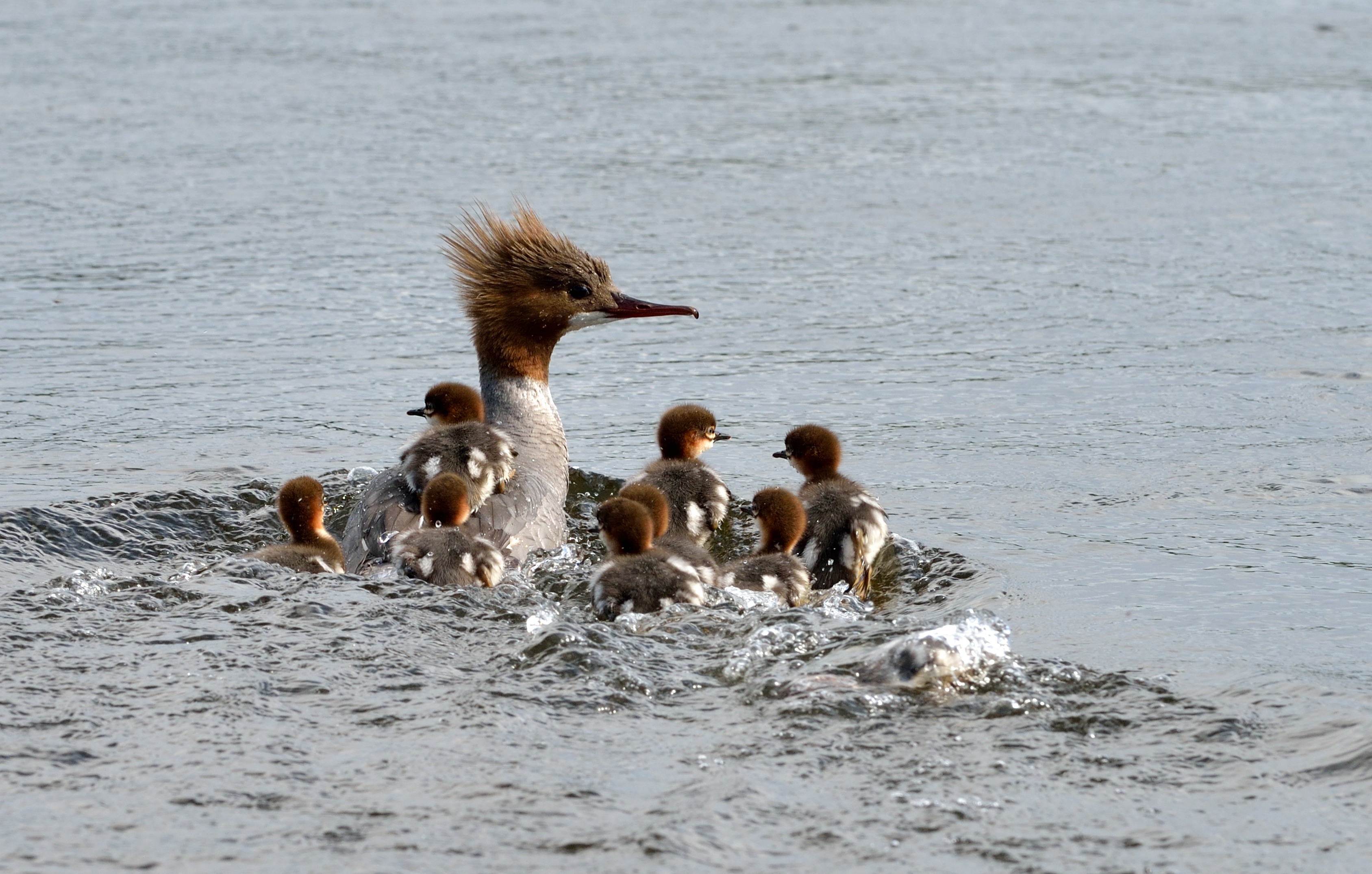 Toppet lappedykker på Gaula — 2015