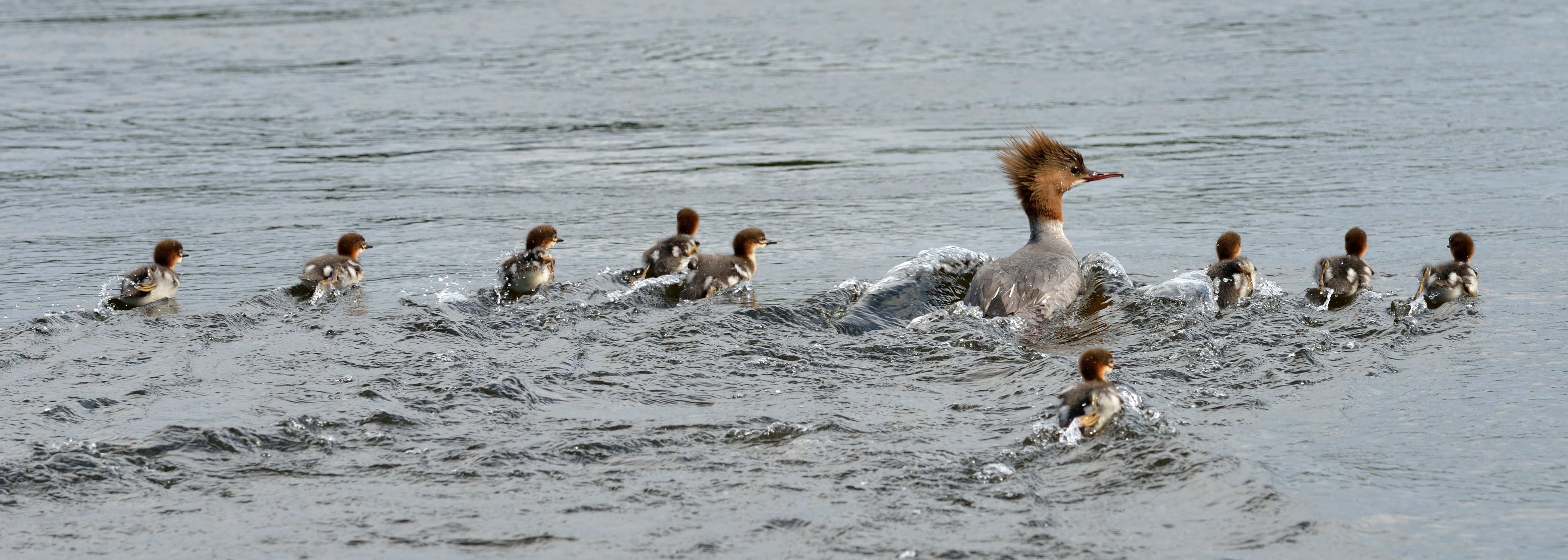 Toppet lappedykker familie på Gaula — 2015