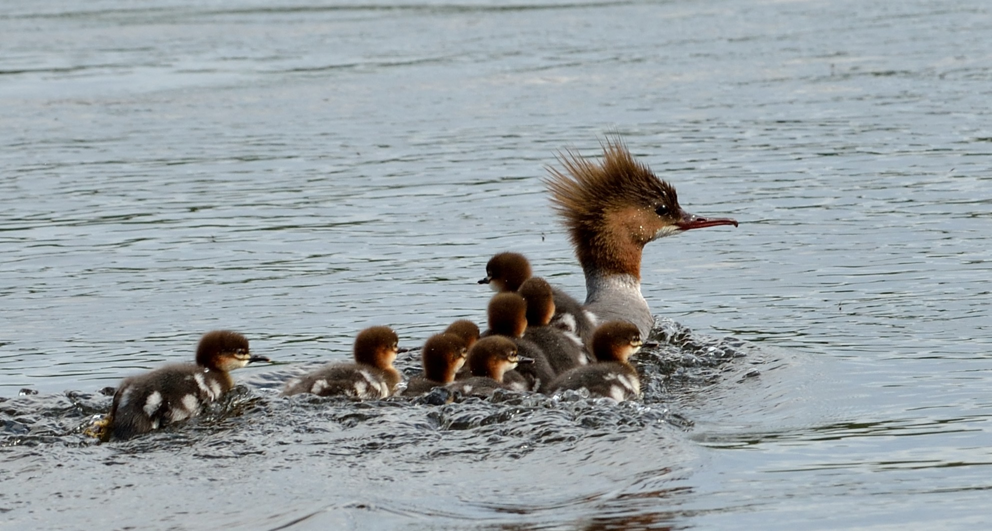 Toppet lappedykker med unger — Gaula 2015