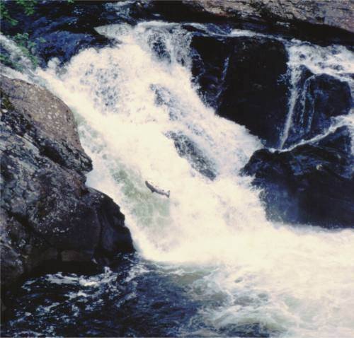 Gaula vandfald med laks