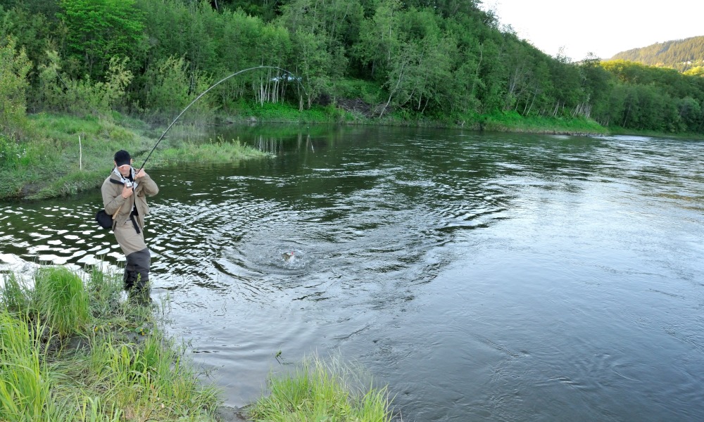 Laksefiskeri i Gaula