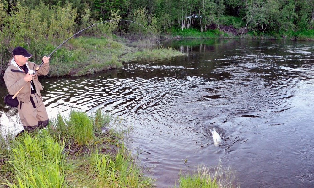 Laksefiskeri i Gaula