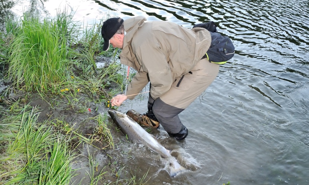 Laksefiskeri i Gaula
