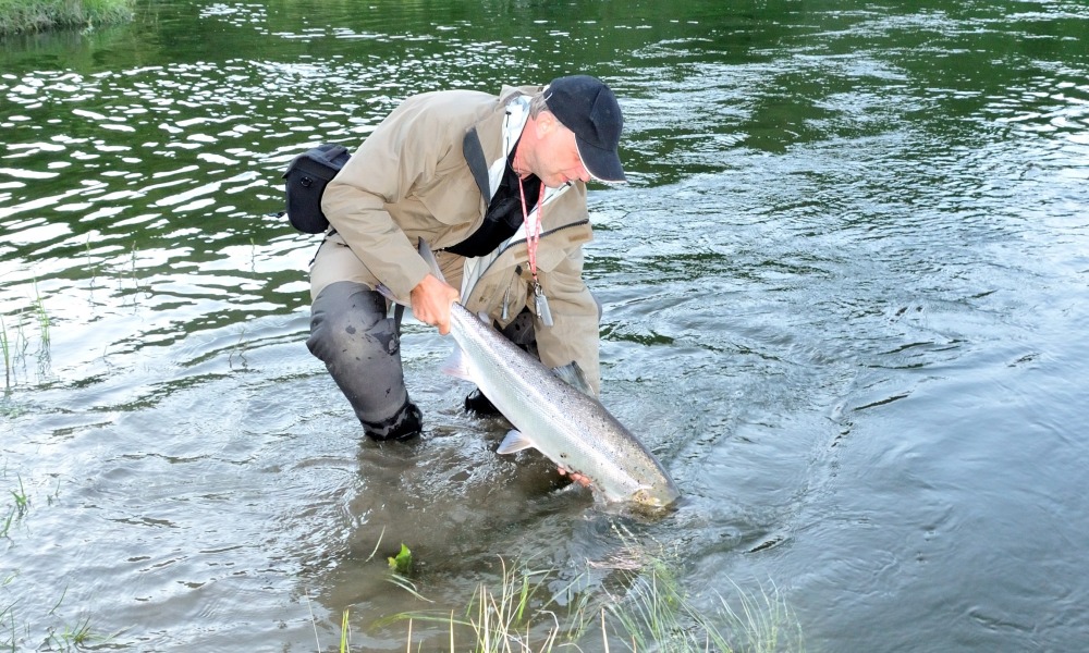 Laksefiskeri i Gaula