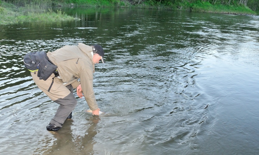 Laksefiskeri i Gaula