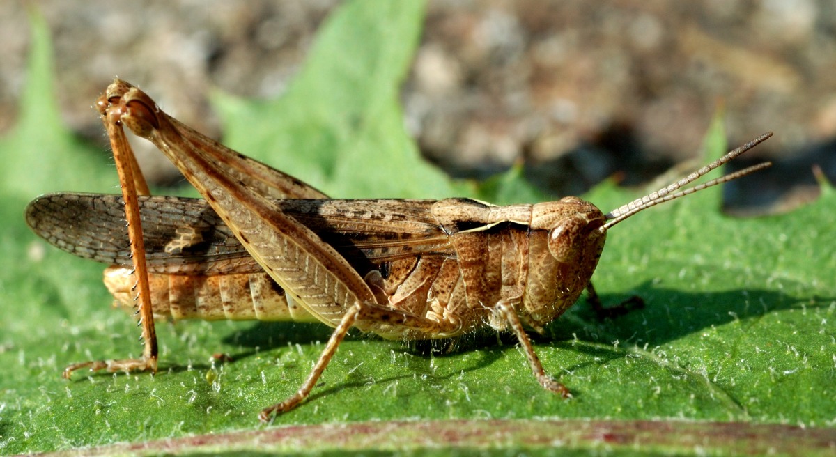 Græshoppe på blad