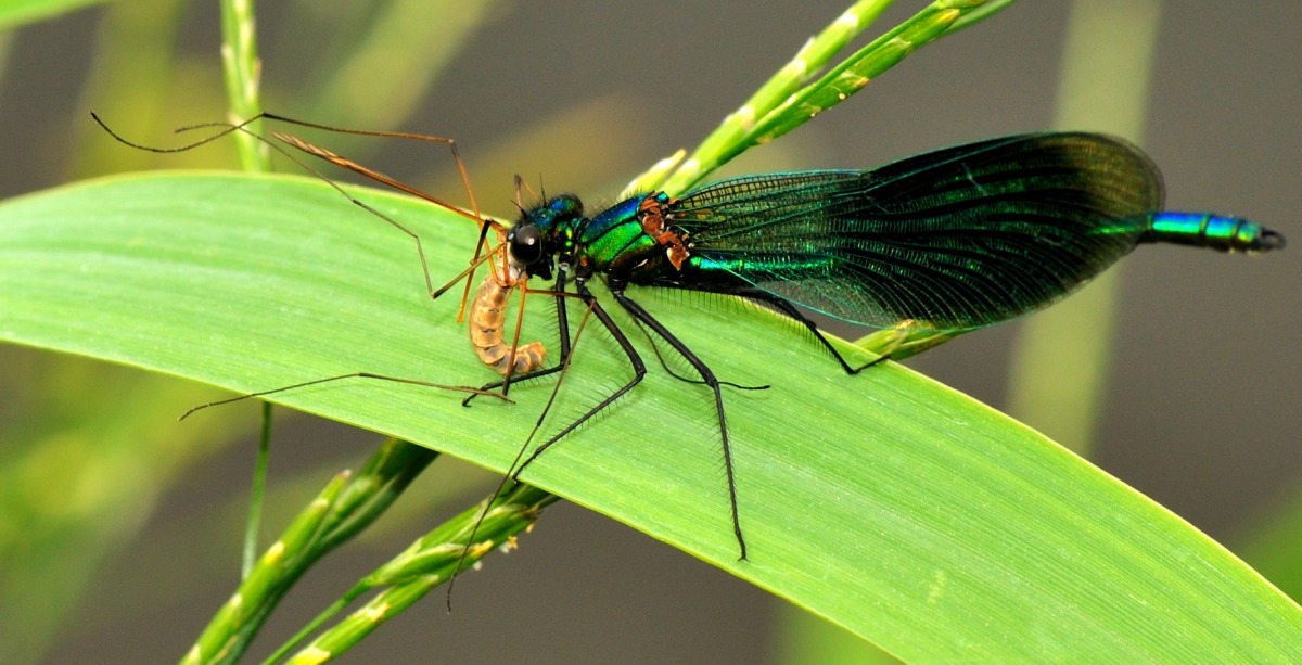 Vandnymfe ved Kongeåen
