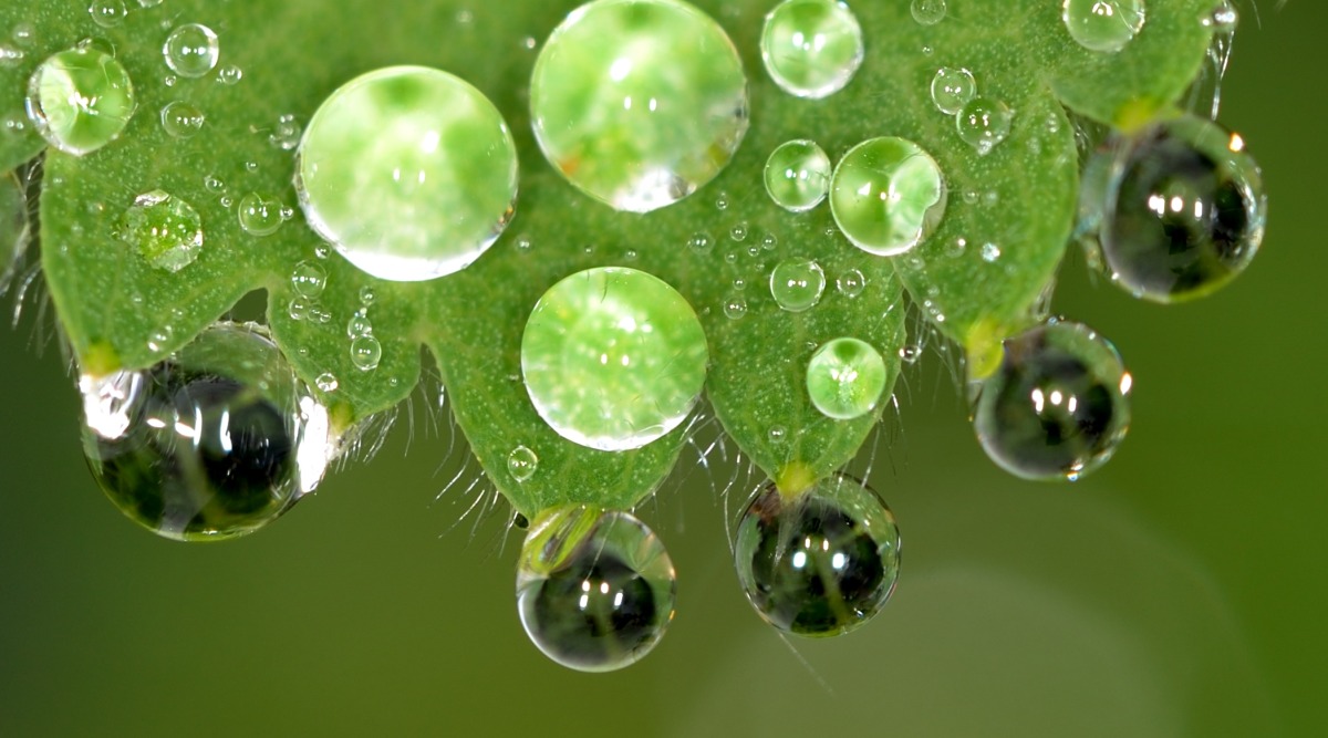 Vanddråber på blad