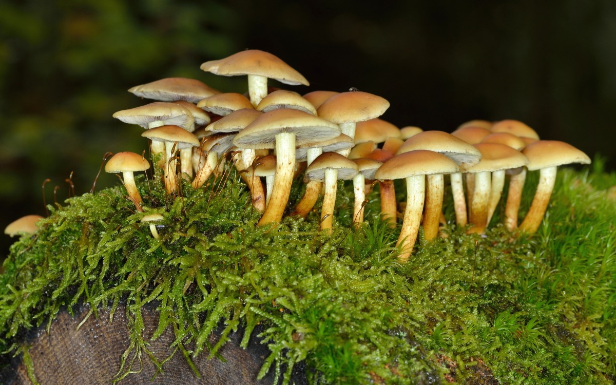 Svampe på træstub