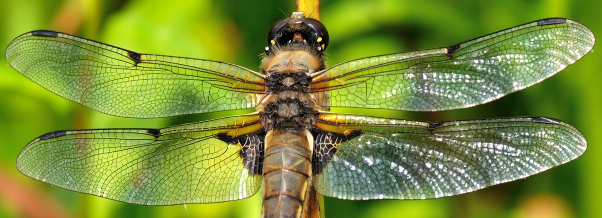 Guldsmed ved Kongeåen