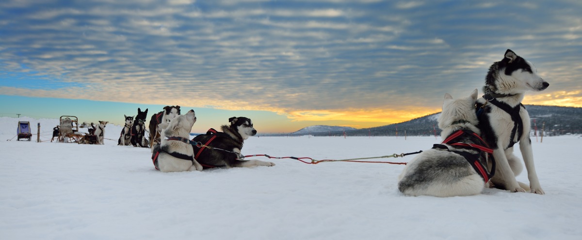 Hundeslæde i det nordlige Sverige