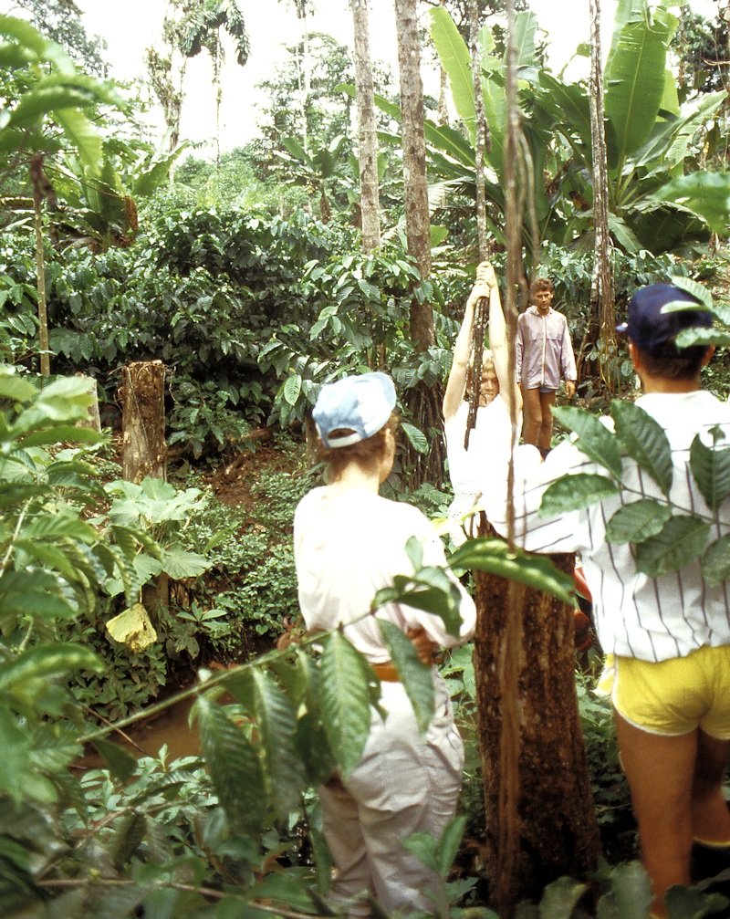 Karin bruger en lian i junglen
