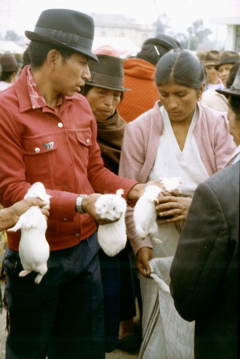 Marked i Ecuador &mdash; marsvin på grill