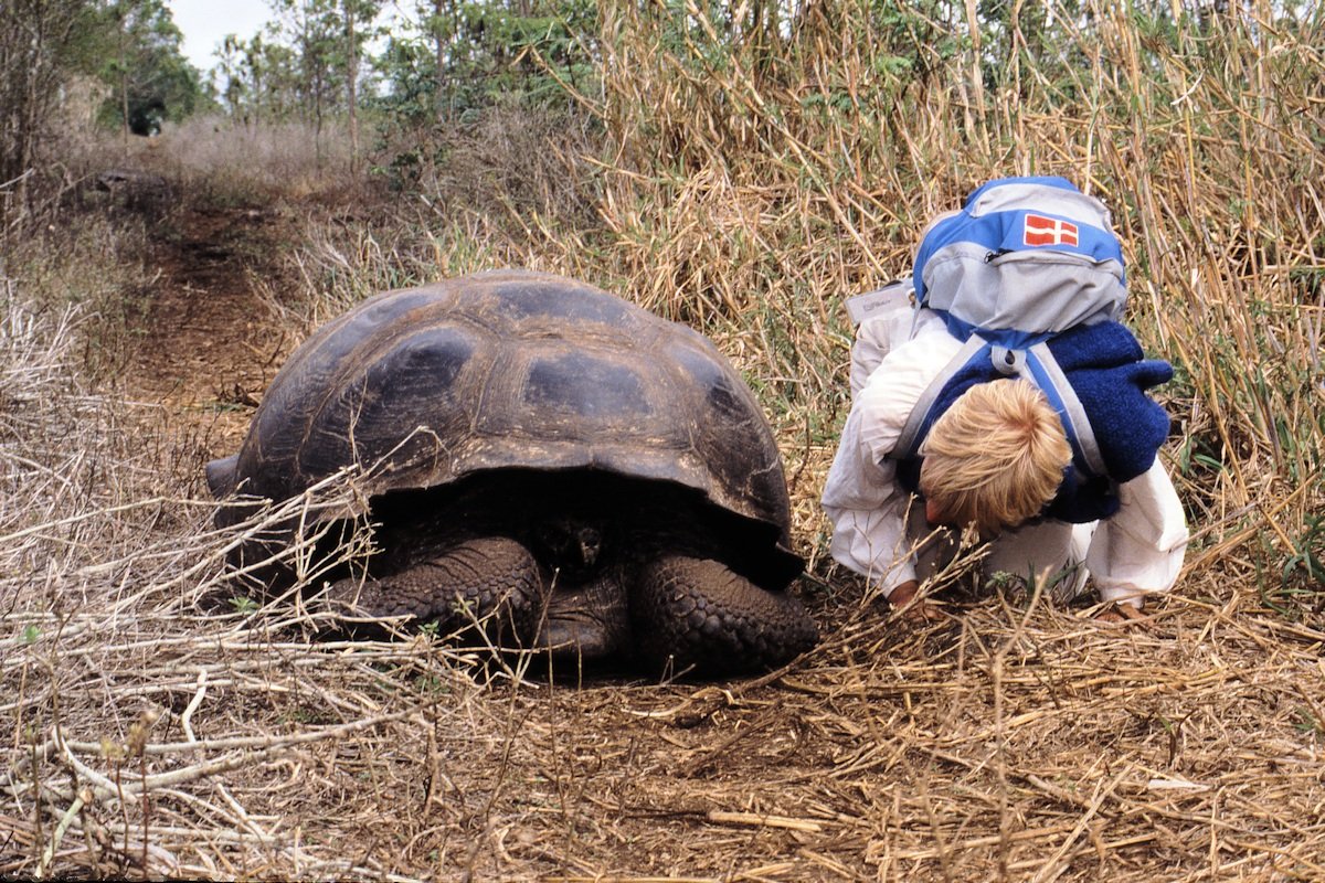 Kæmpe skildpadde på vej i "garage"