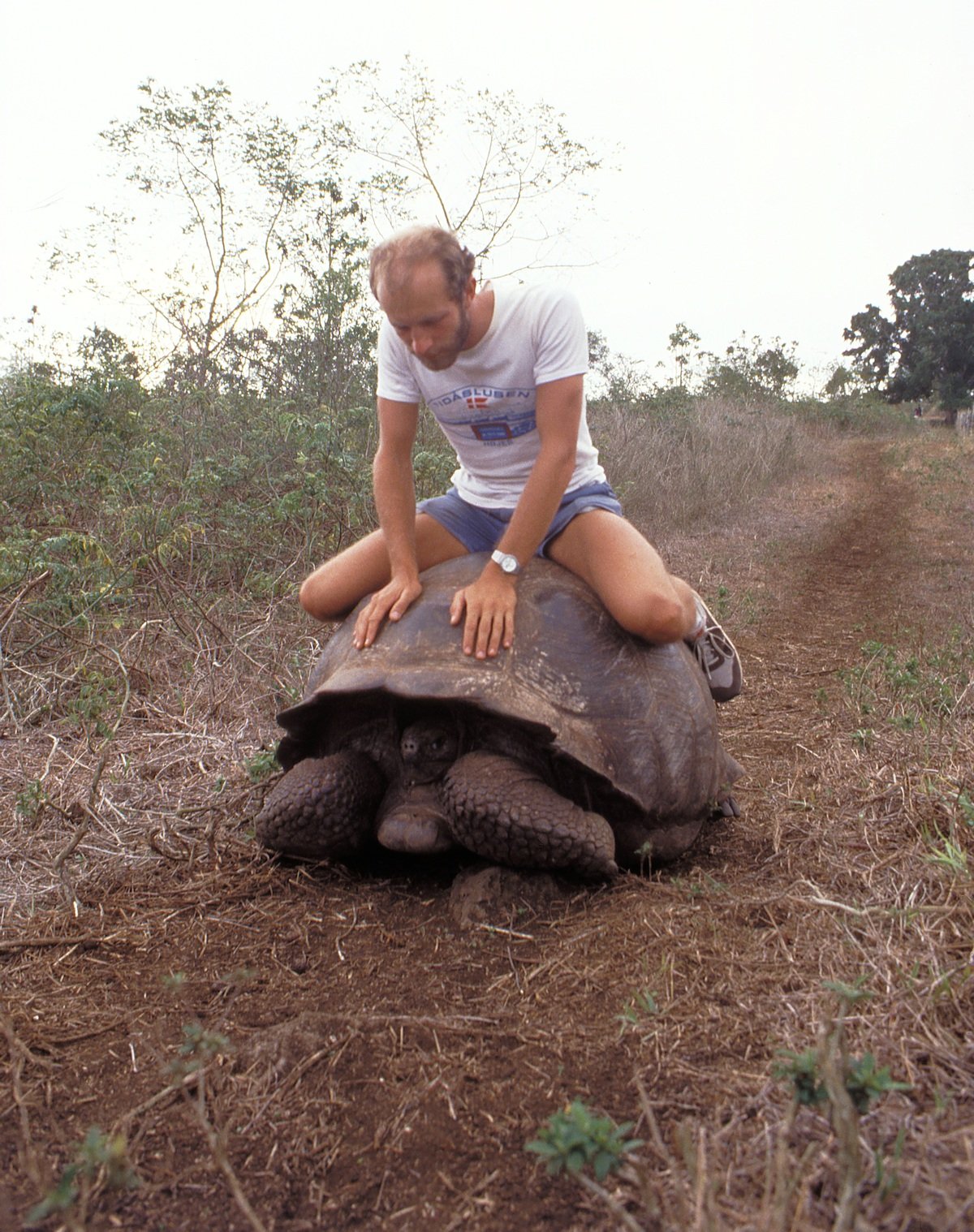 Kæmpe skildpadder på Galapagos