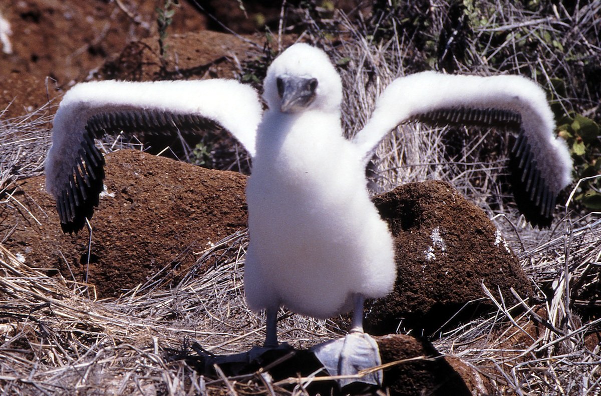 Blåfodet sule på Galapagos