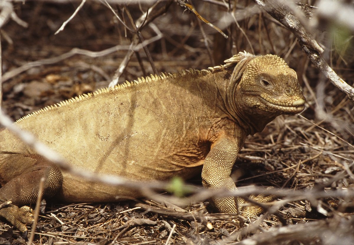 Landleguan fra Galapagos