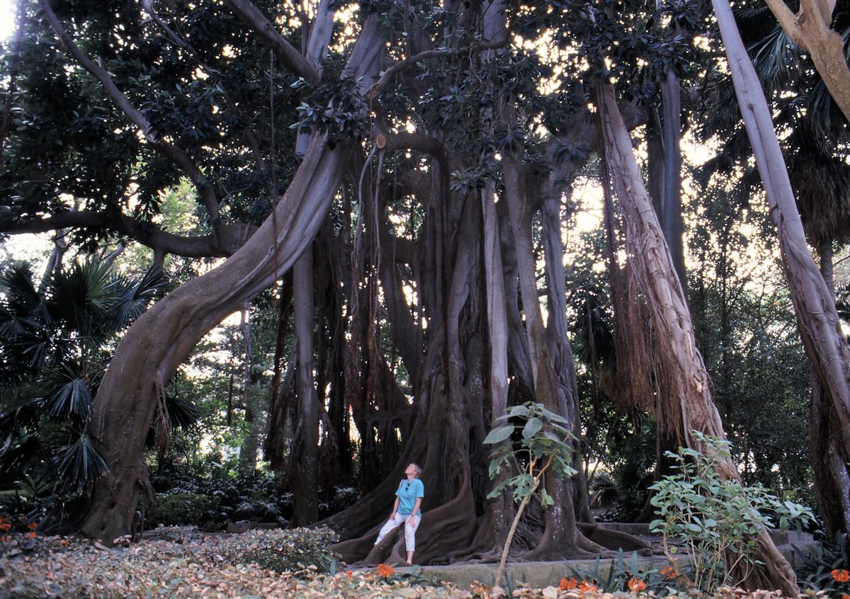 Karin ved foden af kæmpe træ i Ecuador