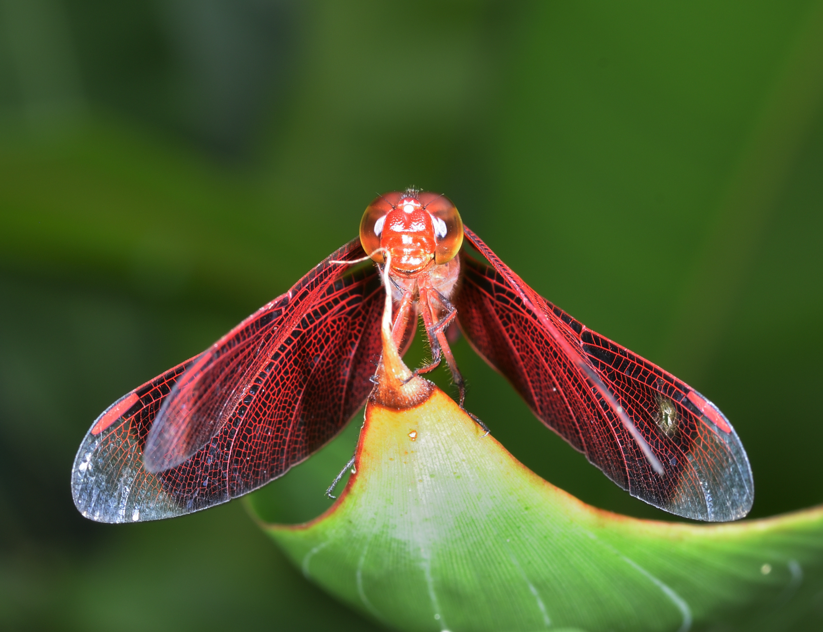 Sommerfugl &mdash; Butterfly Sanctuary, Siquijor