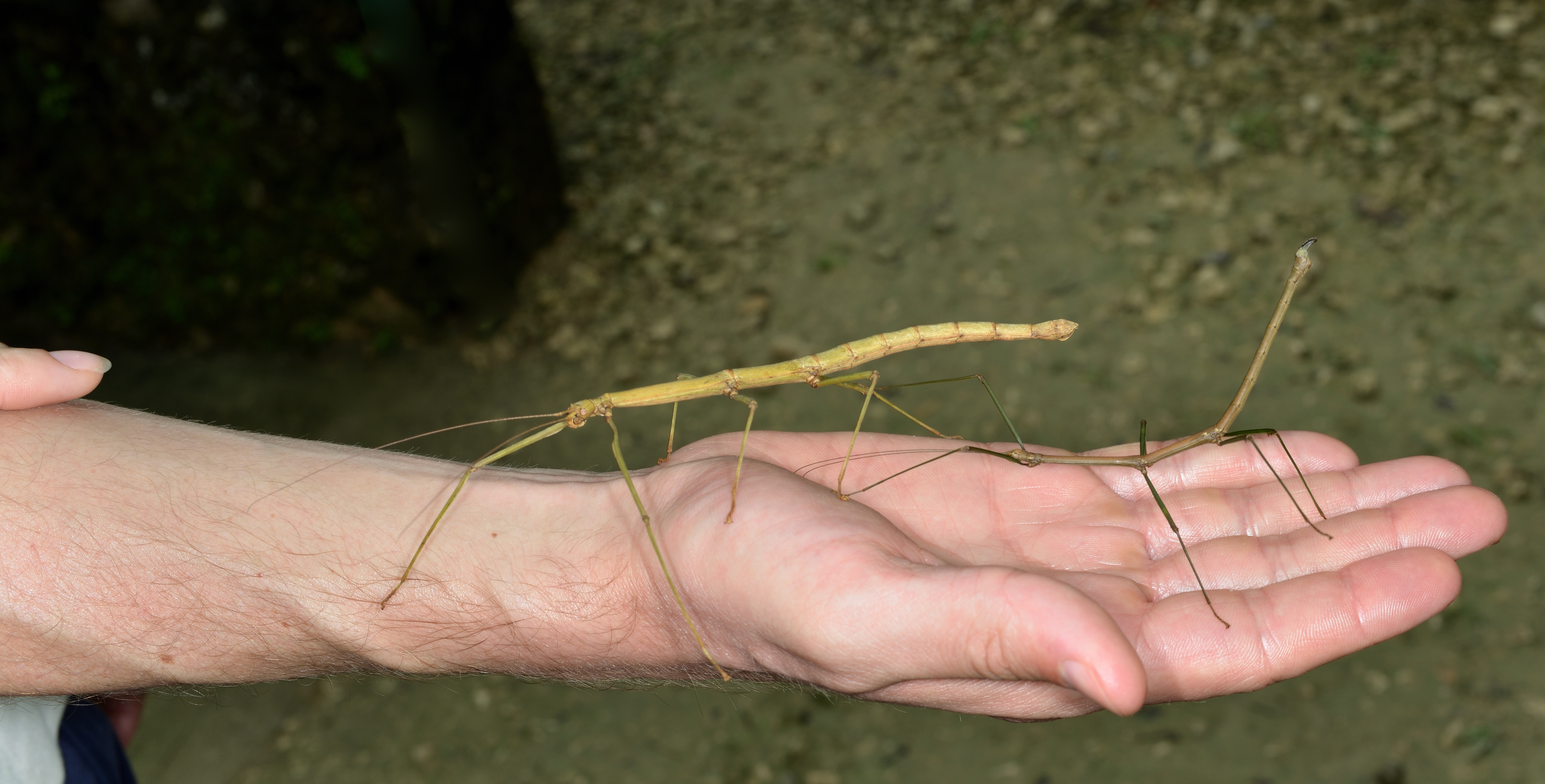 Sommerfugl &mdash; Butterfly Sanctuary, Siquijor