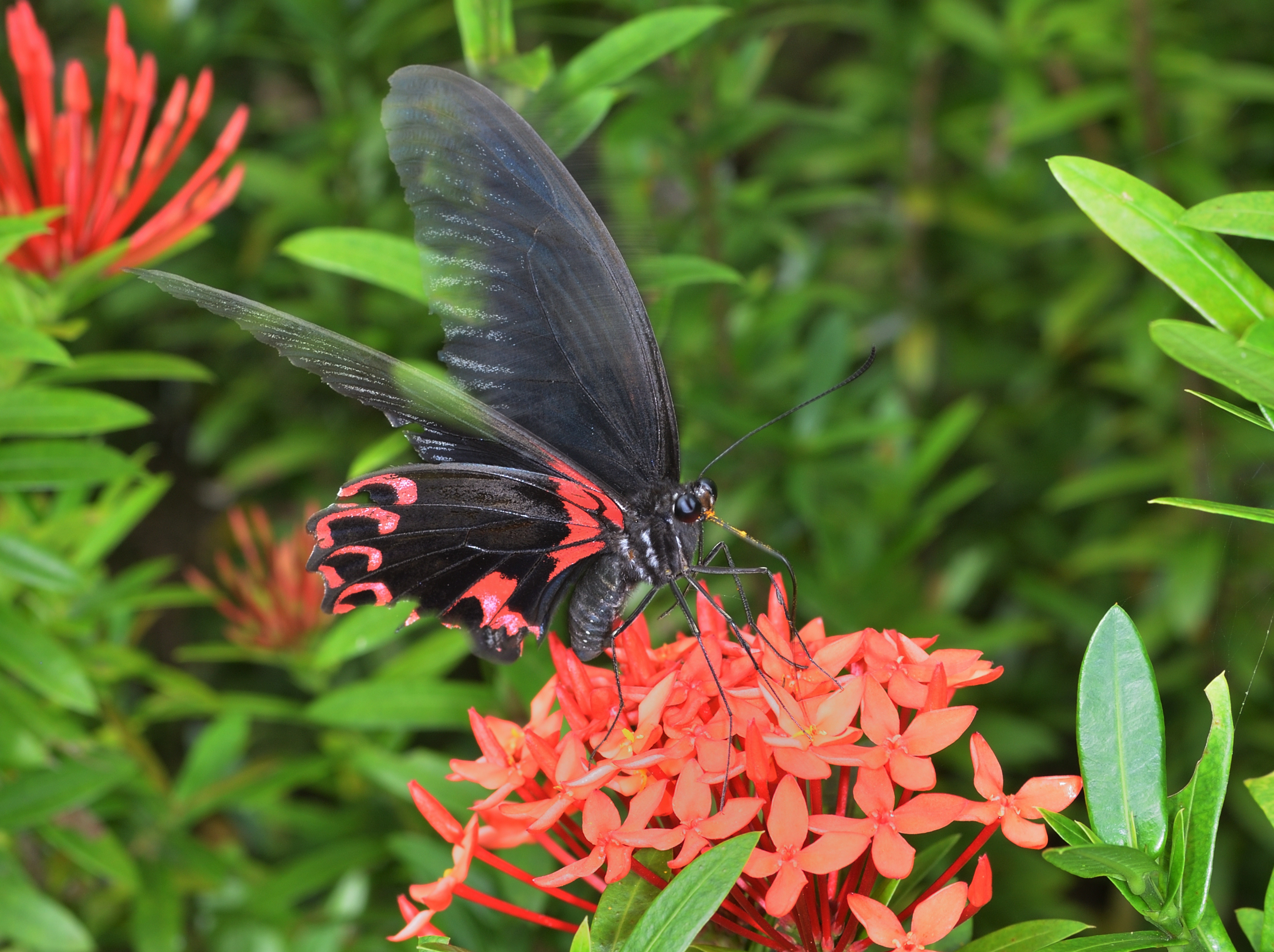 Sommerfugl &mdash; Butterfly Sanctuary, Siquijor