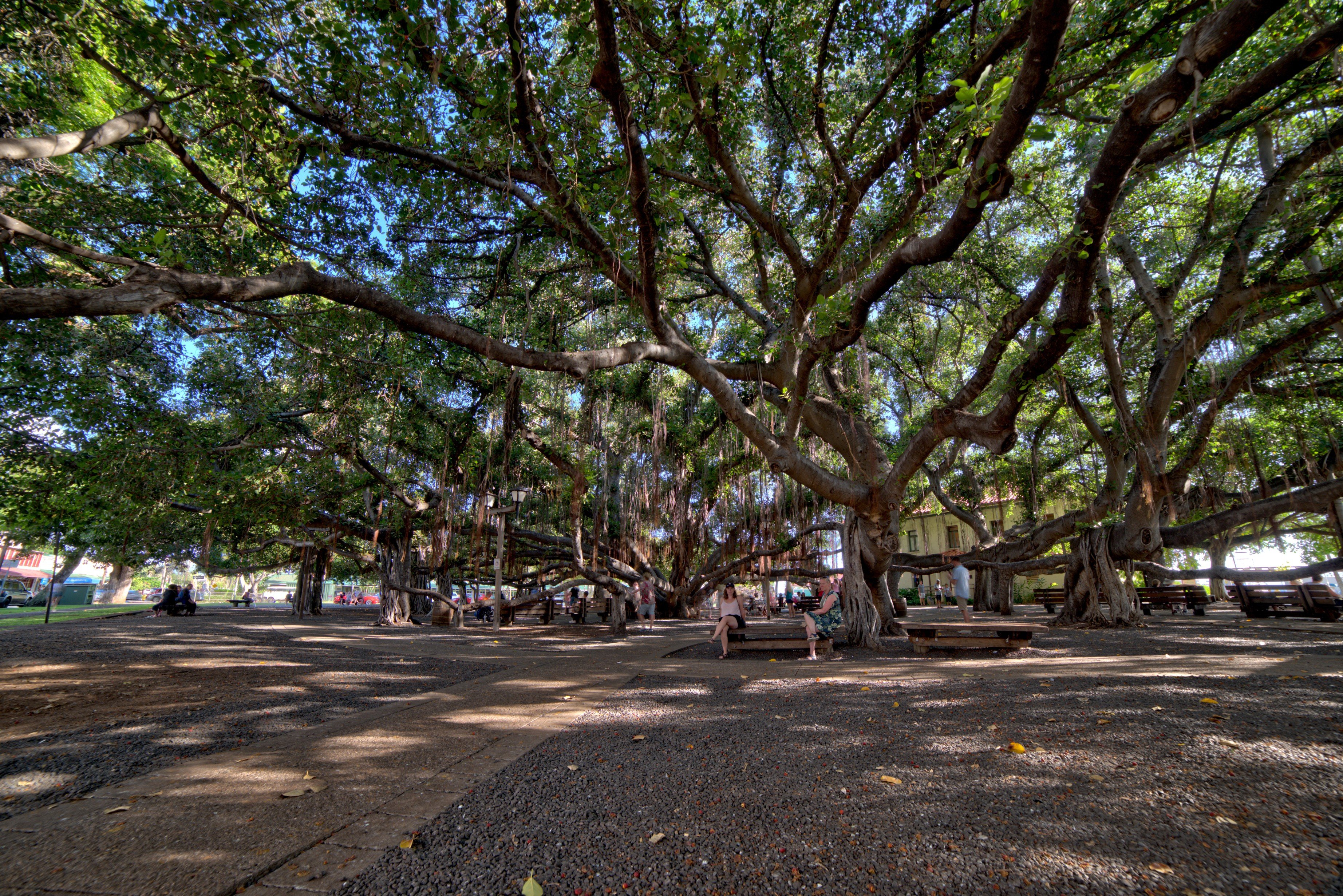Banyan tree i Lahaina fylder en hel park