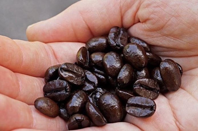 Kona kaffeplantage &mdash; frisk kaffe direkte fra busken