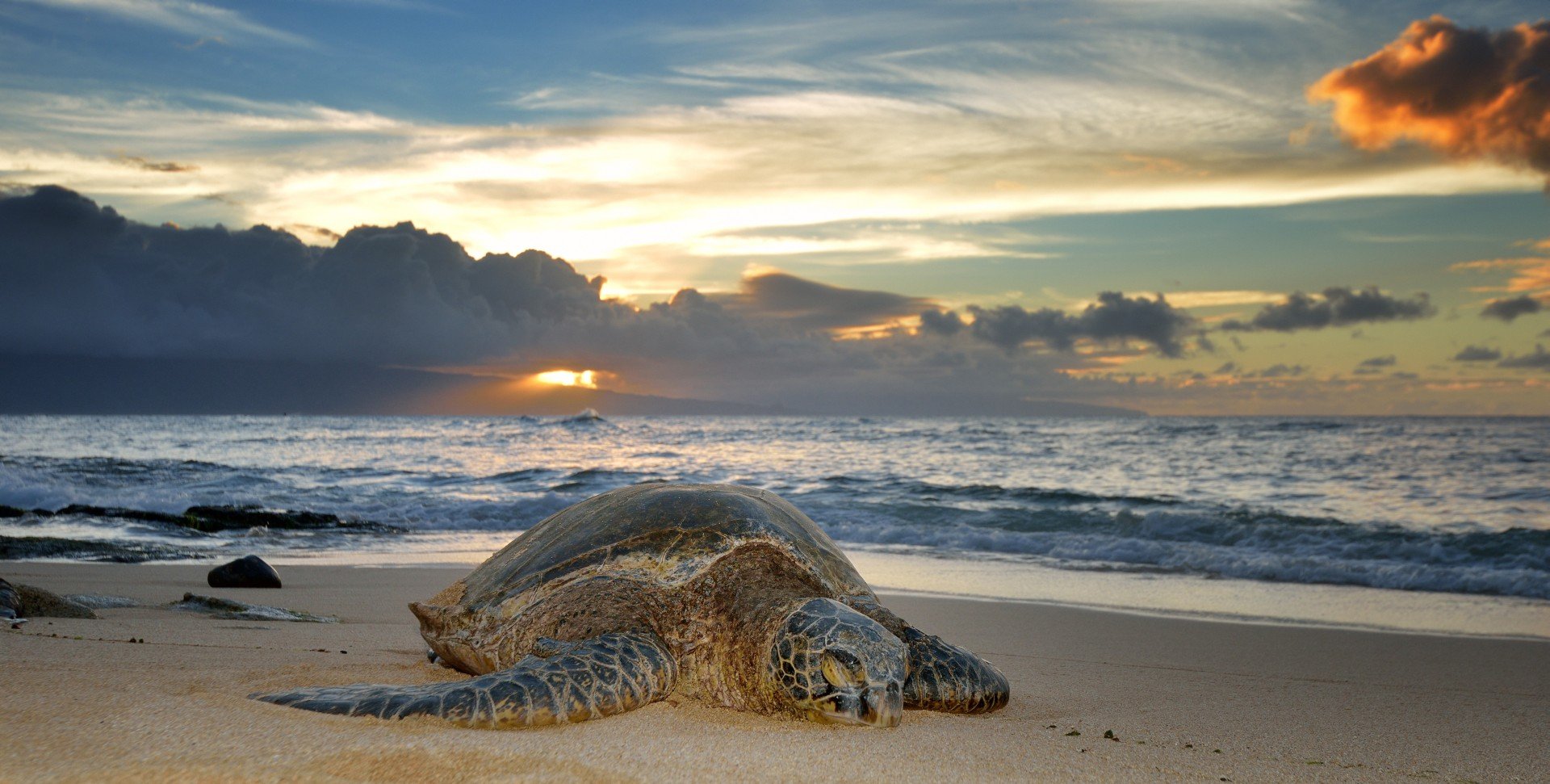 Havskildpadde i sollyset