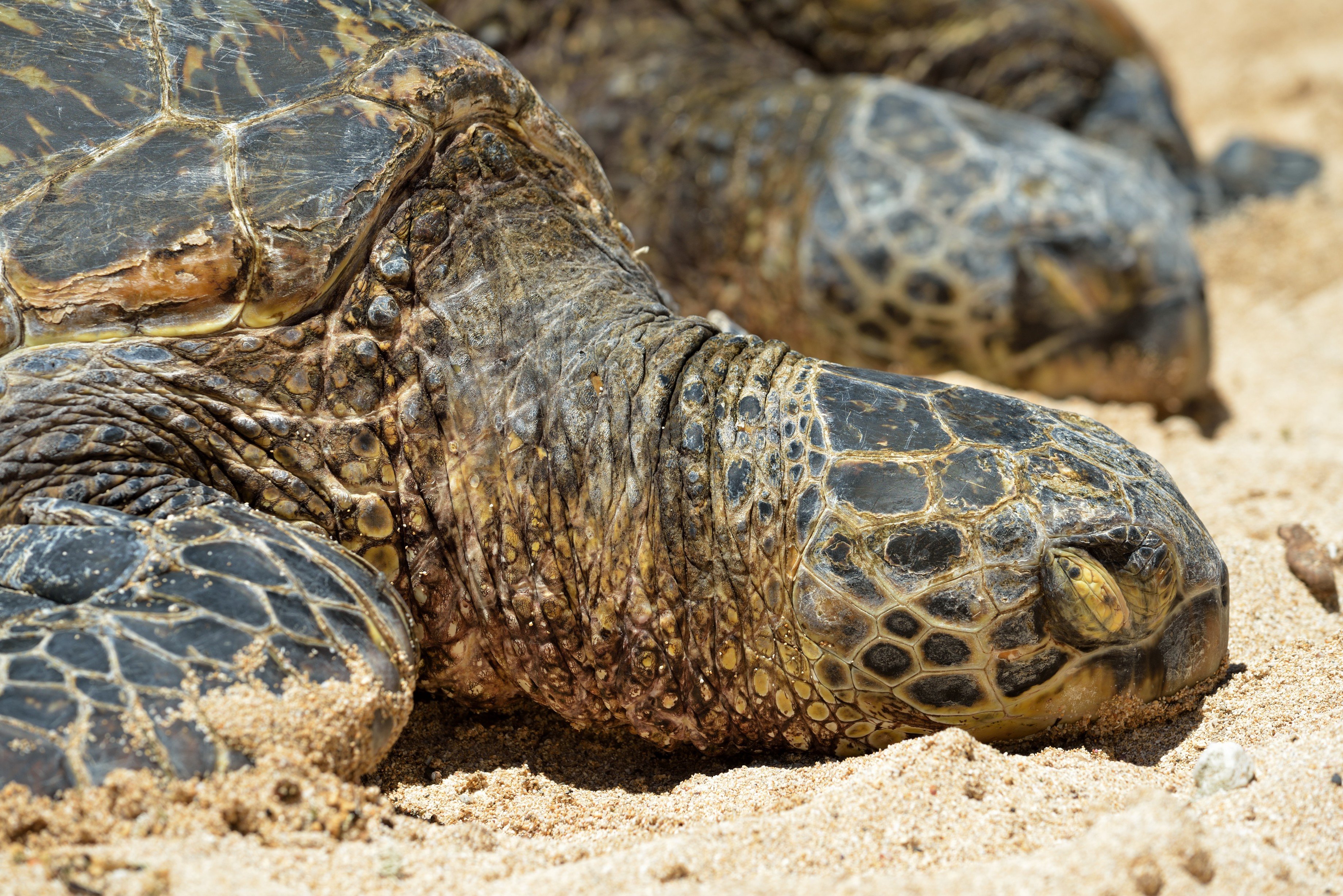 Havskildpadder varmer sig pa Mauis strande