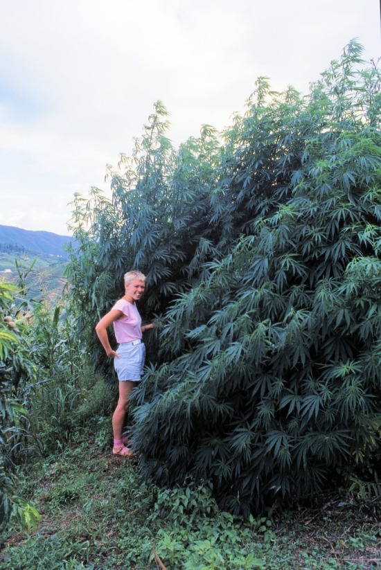 Sm&aring; hamp planter i Nepal