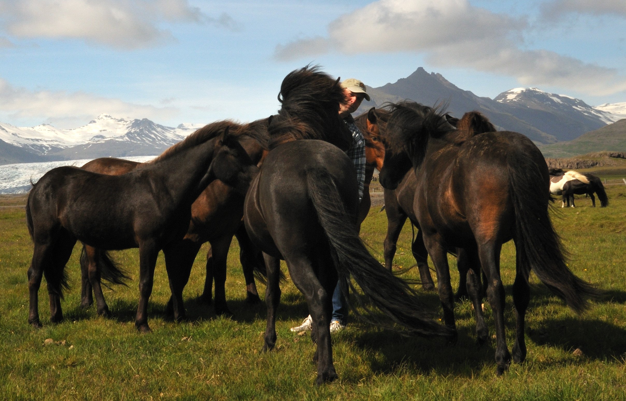 Carl med islandsk hest