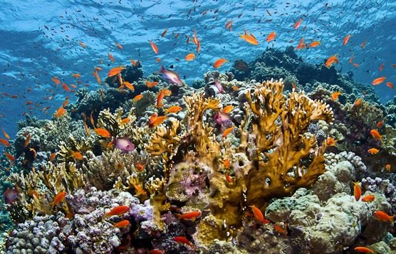 Rødehavet nær Aqaba