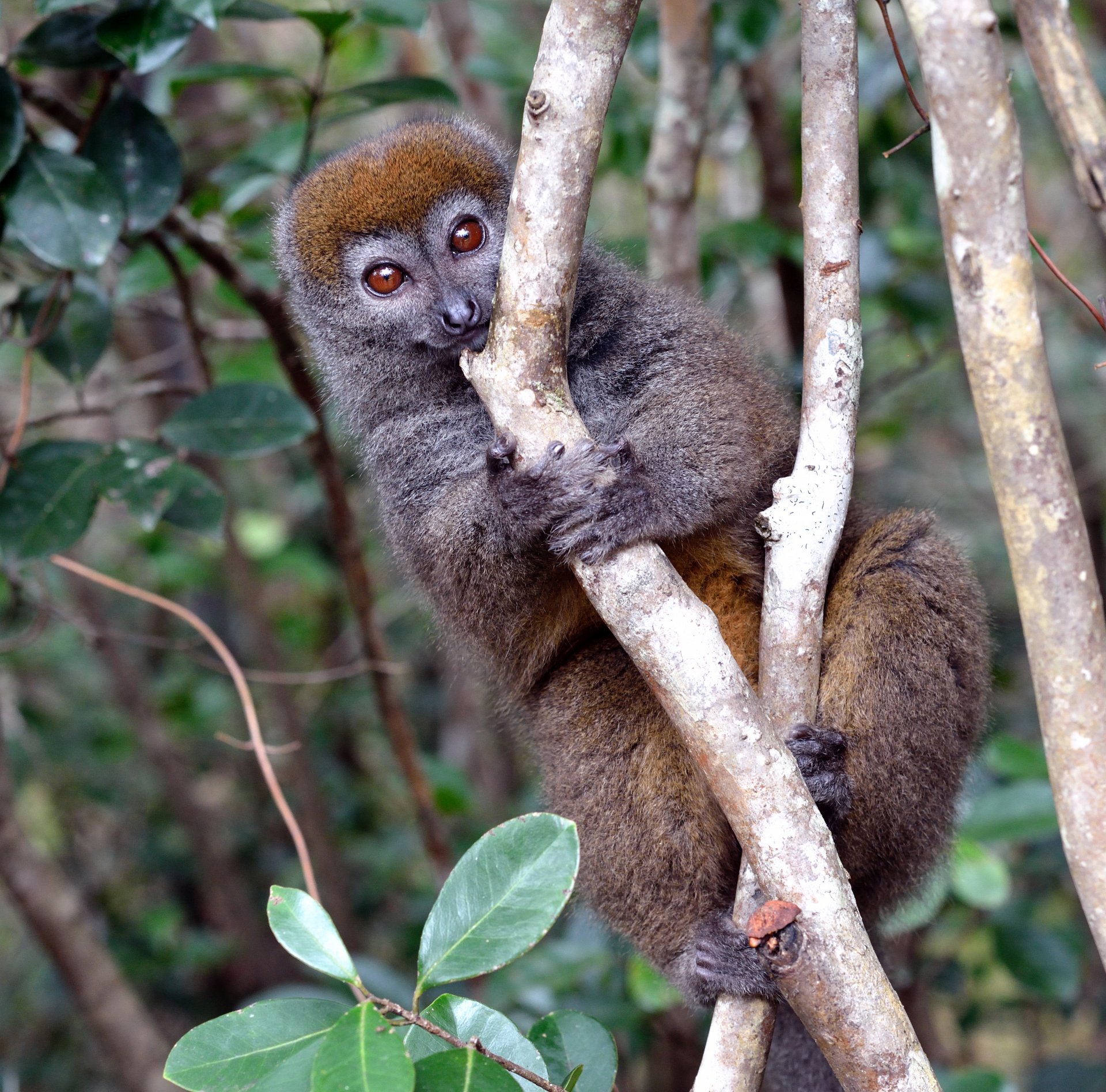 Lemur i reservat