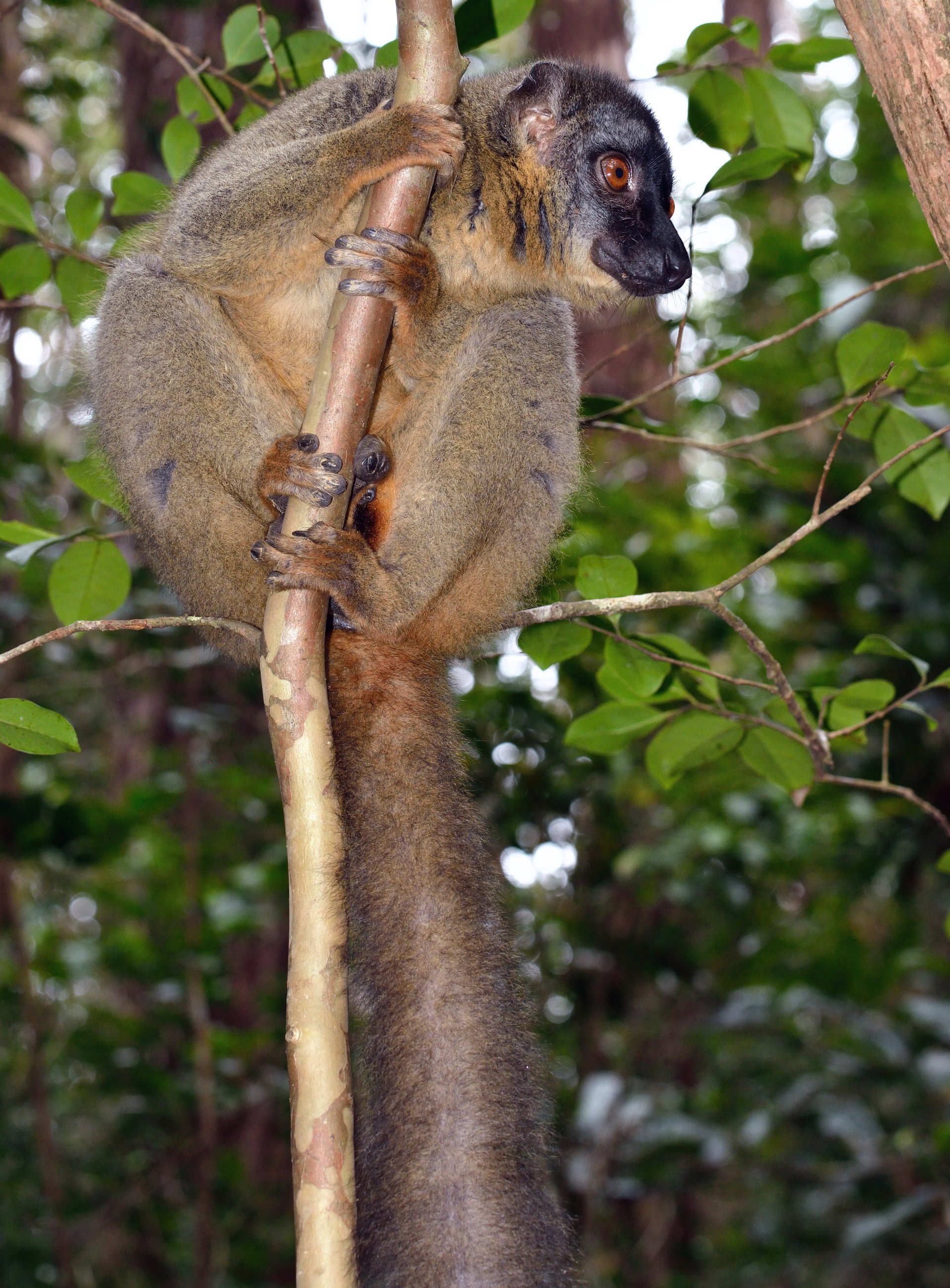 Lemur i Andasibe-Mantadia National Park