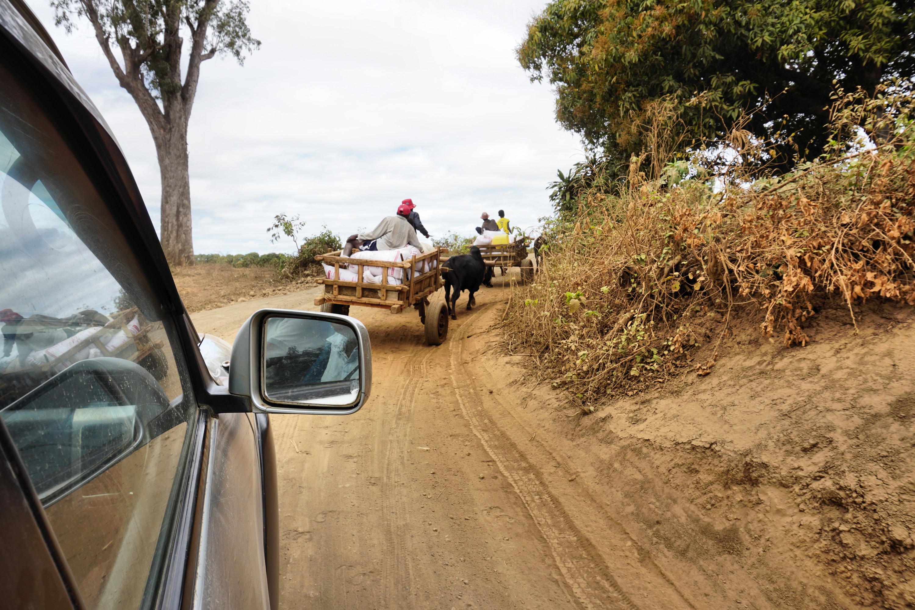 Oksekær med varer og passagerer på vejene i Madagaskar