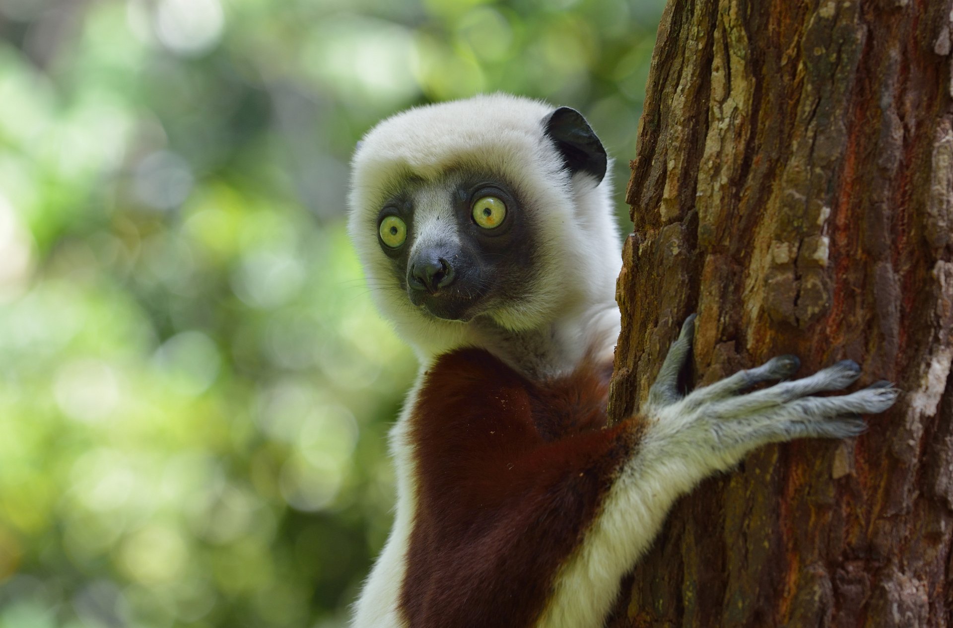 Lemur
