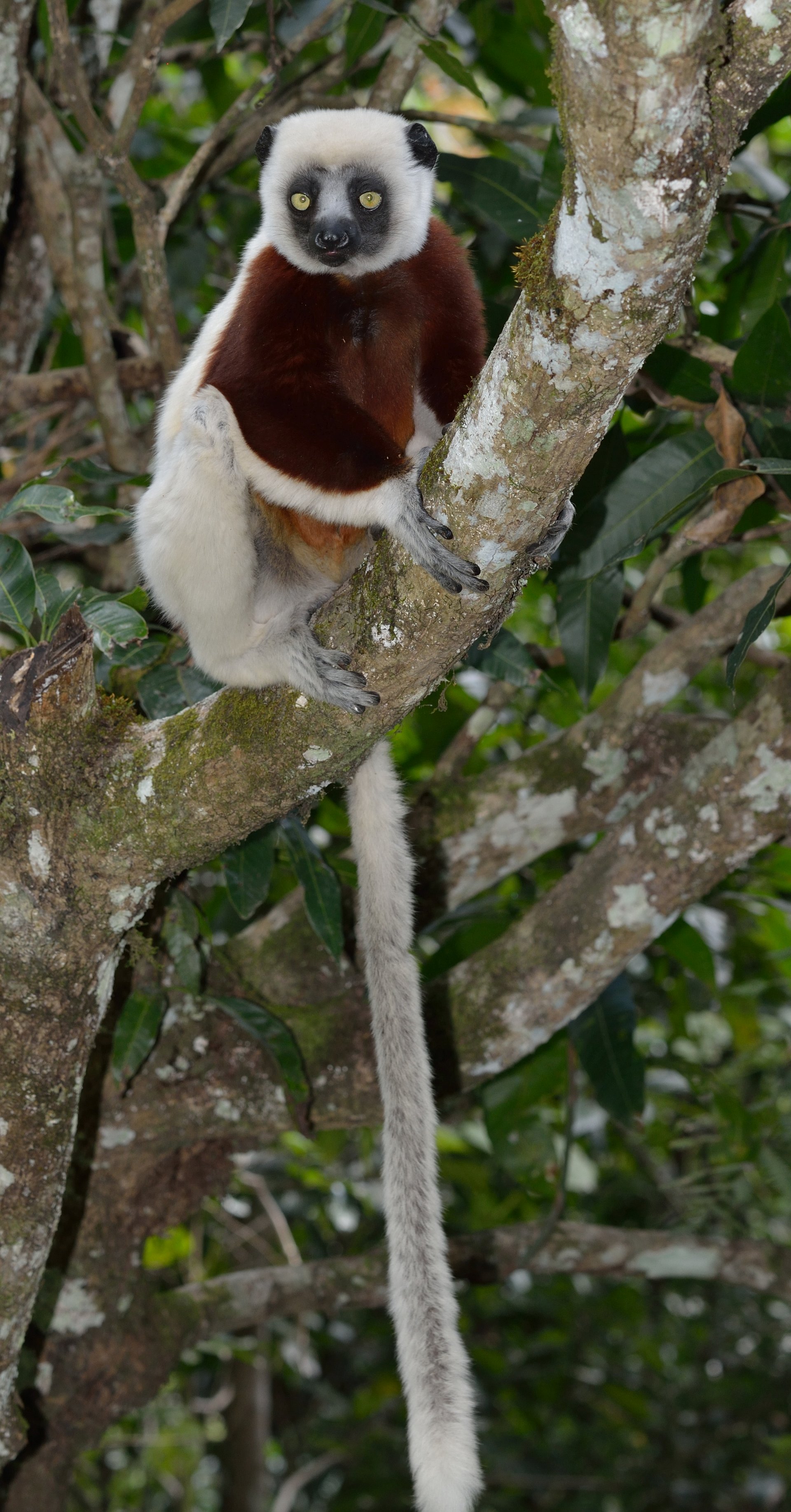 Lemur