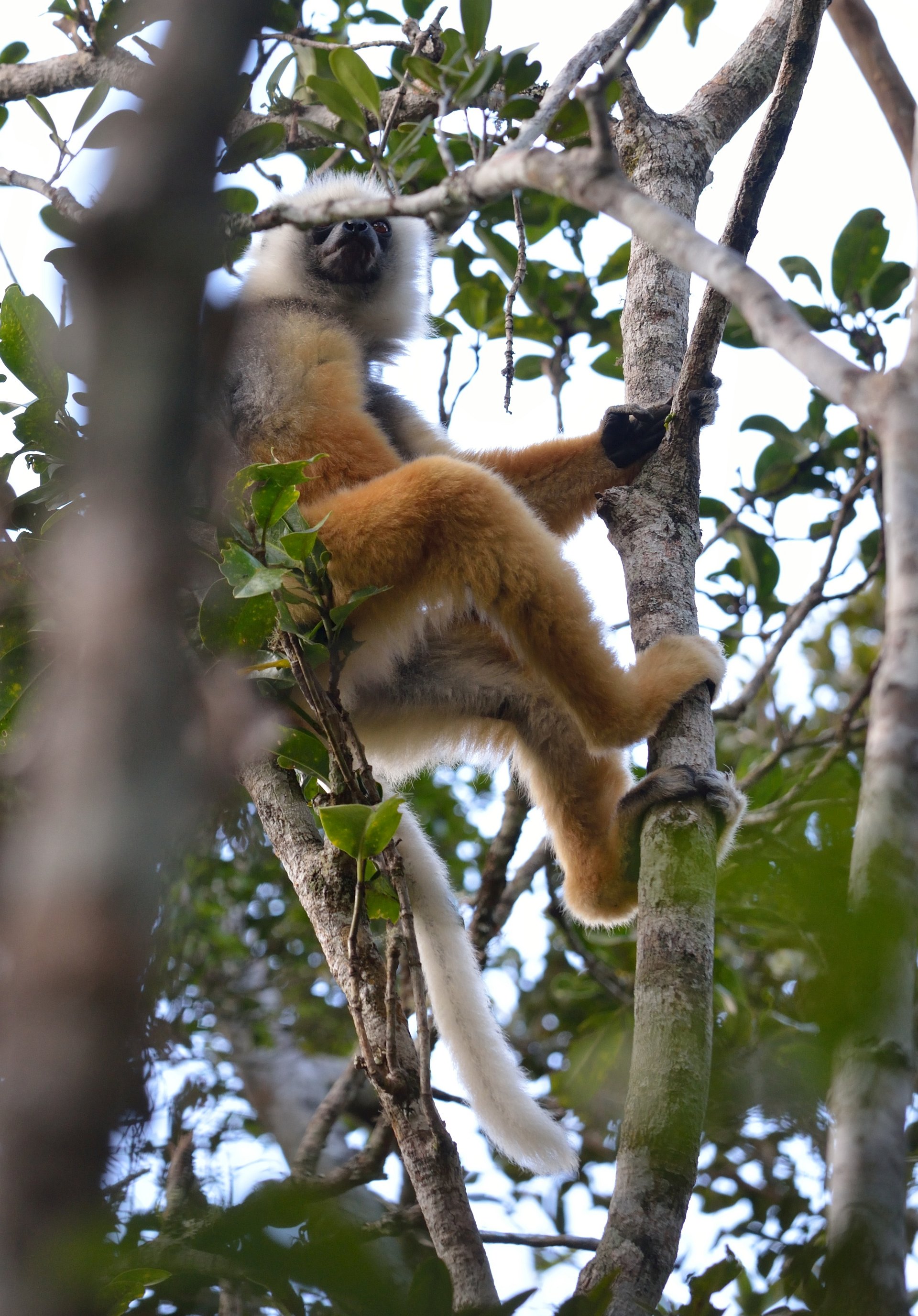 Lemur