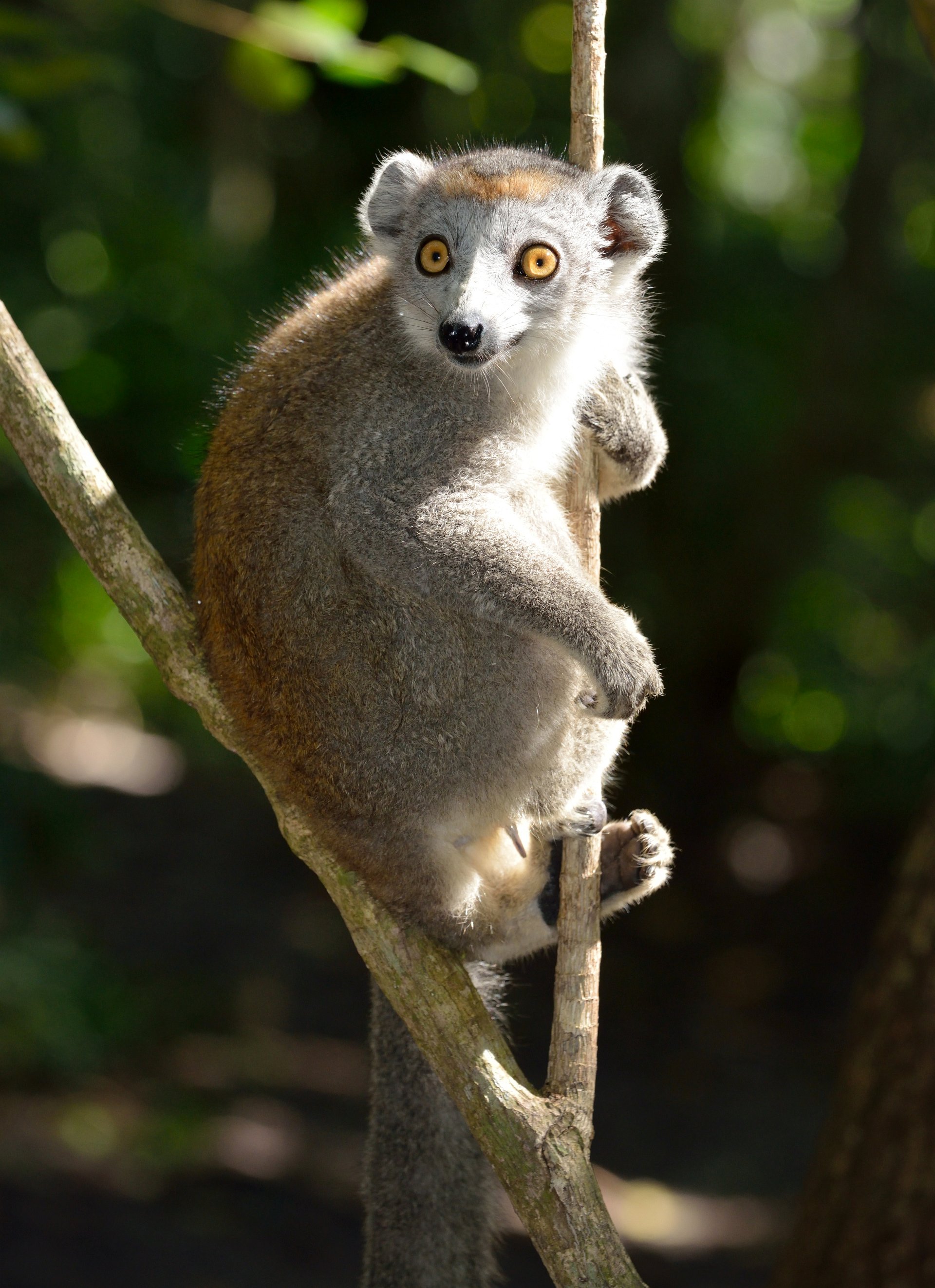 Lemur