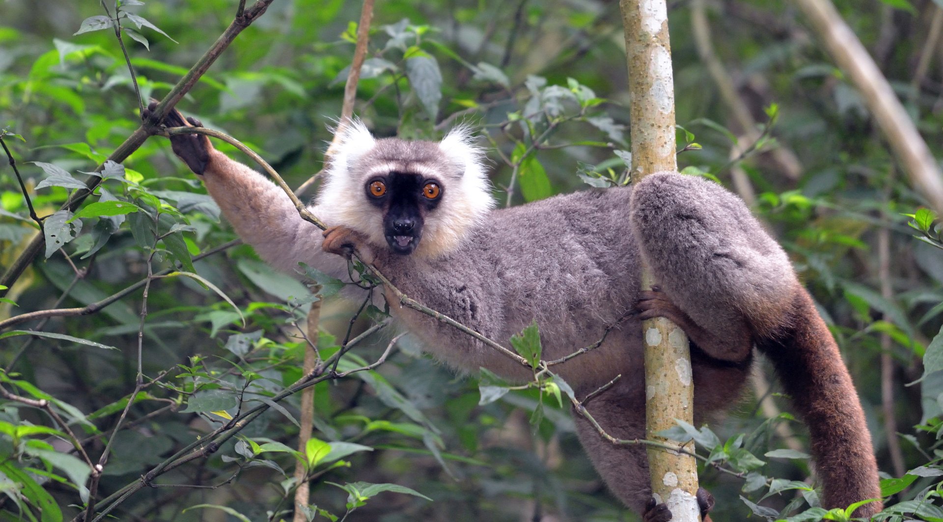 Lemur