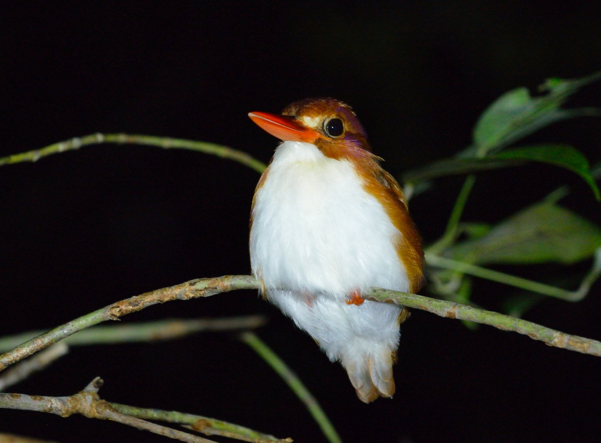 Madagascar Pygmy Kingfisher