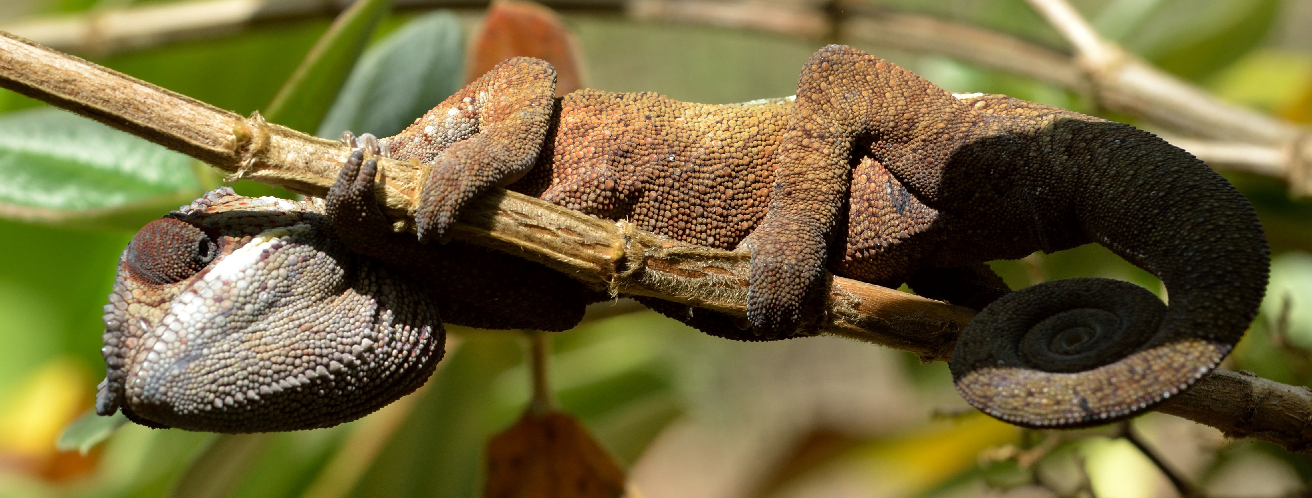 Kameleon i Madagaskar